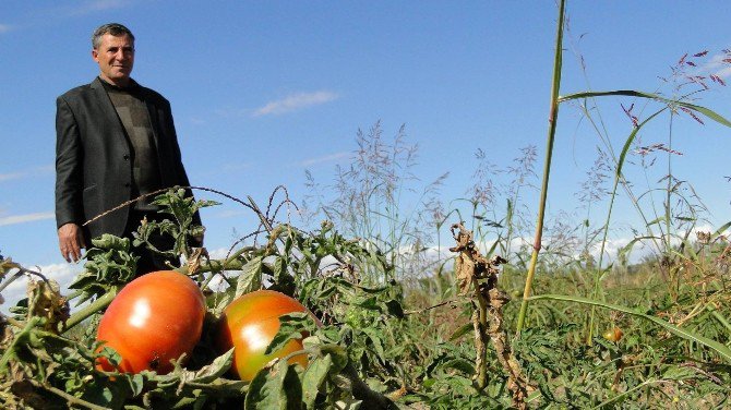 Iğdır’ın Turşuluk Domatesi Tezgahlarda