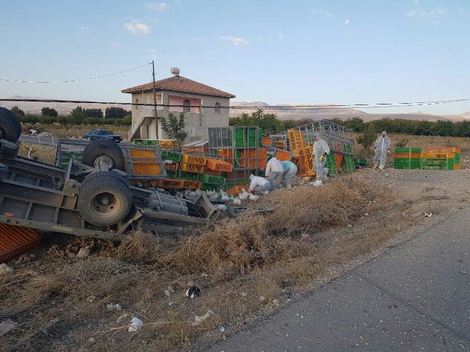 Malatya’daki Kazada Binlerce Tavuk Telef Oldu