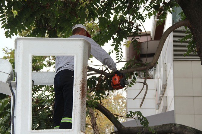 Sakarya’da Ağaçlar Budanıyor