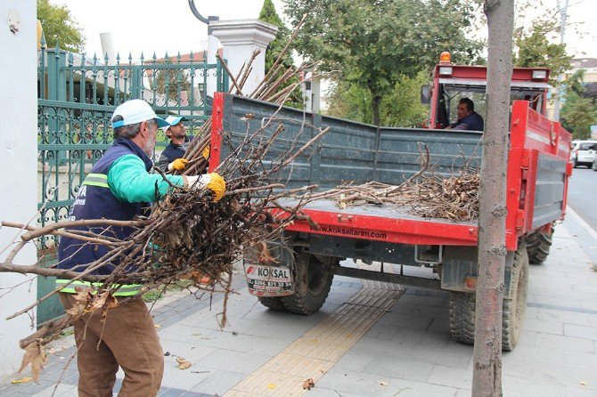 Sakarya’da Ağaçlar Budanıyor