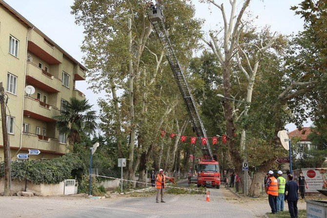 Tarihi Çınarlara Bakım Zamanı