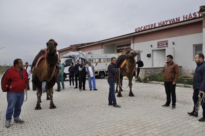 Şampiyon Develer Sağlık Kontrolünden Geçirildi