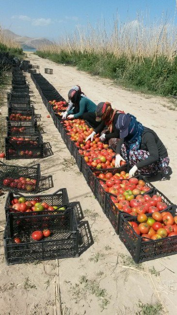 Tuşba Ziraat Odasından Üreticilere Ziyaret