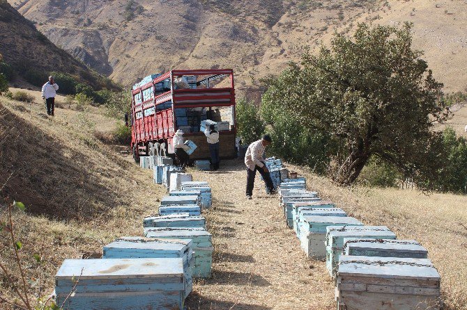 Muş’taki Arıcılar Sıcak Bölgelere Gidiyor