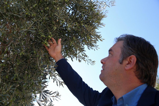 Buca’dan Eğitime Zeytin Dalı