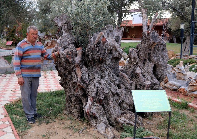 Odunları Sanat Eserine Dönüştürüyor