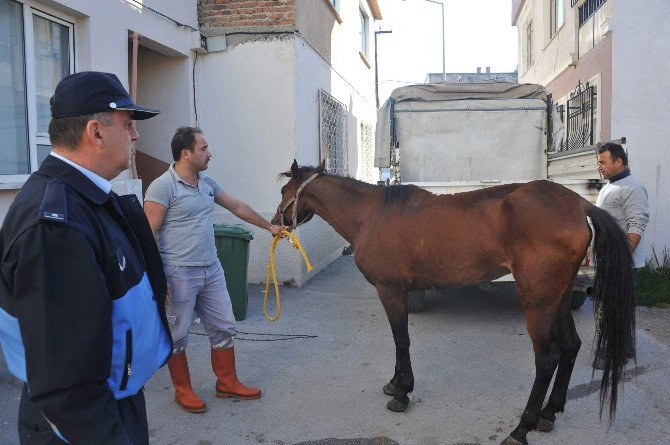 Sahibinin Ölüme Terk Ettiği Hasta At Hayata Döndürüldü