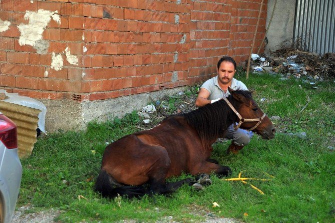 Sahibinin Ölüme Terk Ettiği Hasta At Hayata Döndürüldü