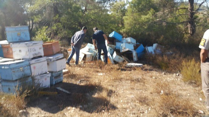 Kovanları Bulan Jandarma, Arı Ve Bal Hırsızlarının Peşine Düştü