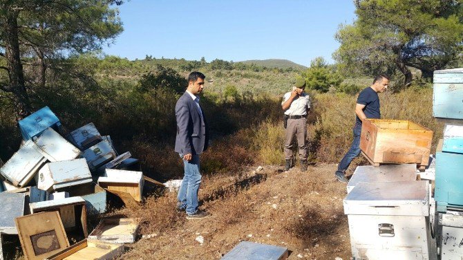 Kovanları Bulan Jandarma, Arı Ve Bal Hırsızlarının Peşine Düştü