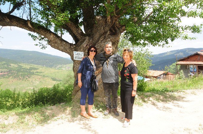 200 Yıllık Burgulu Armut Ağacı Görenleri Şaşırtıyor