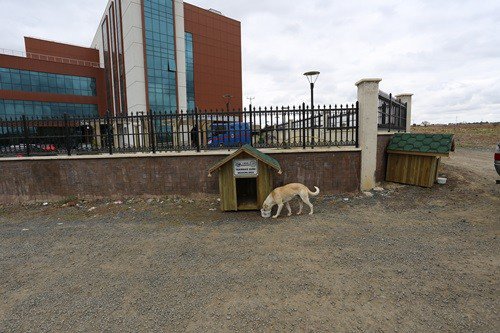 Kedi Ve Köpekler Evlerine Kavuştu