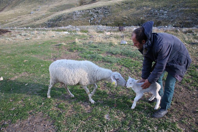 Uludağ’da Koyunların Zirve Kampı Sona Erdi