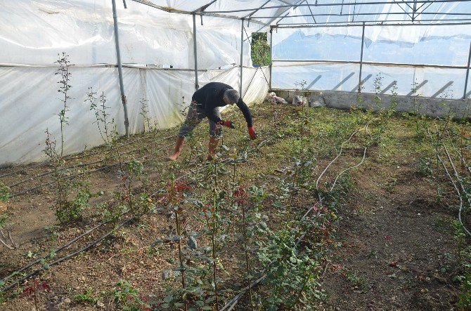 Fatsa’daki Kesme Çiçekçilerin Sorunları