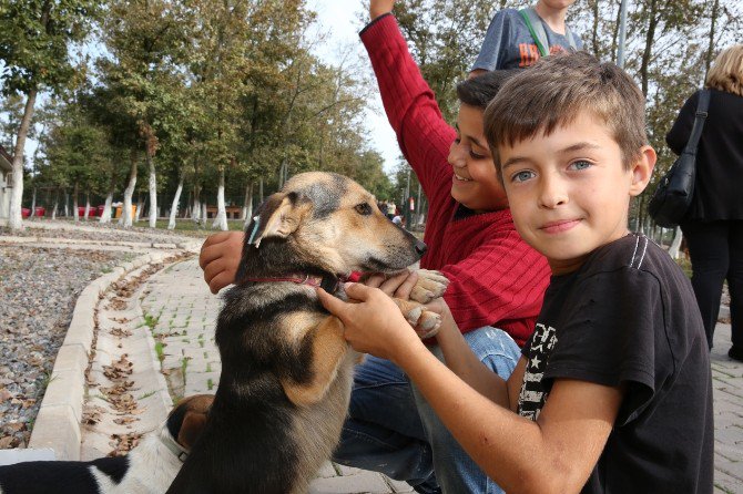 Sokak Hayvanlarını Beslediler