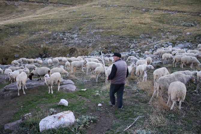 Uludağ’da Koyunların Zirve Kampı Sona Erdi