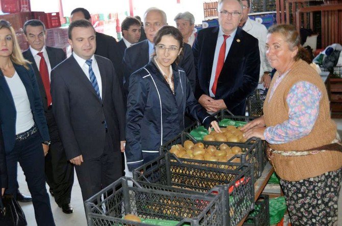 Vali Yılmaz, Tarım Alanlarını Gezdi