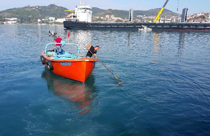 Karadeniz’de Deniz Suyunun Aniden Soğuması Balıkları Şoka Soktu