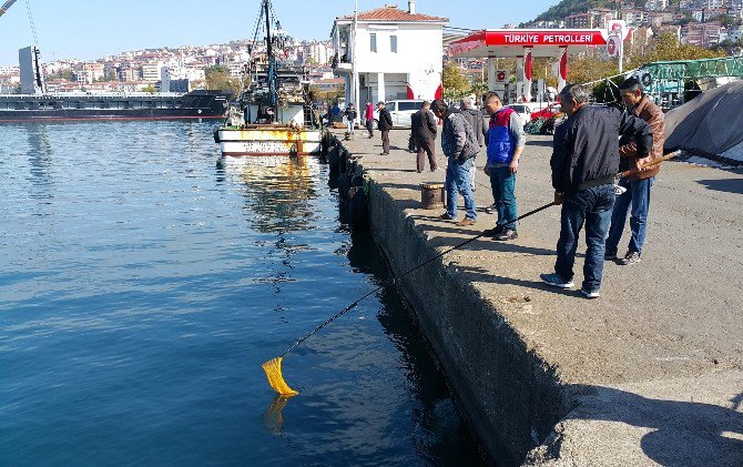 Karadeniz’de Deniz Suyunun Aniden Soğuması Balıkları Şoka Soktu