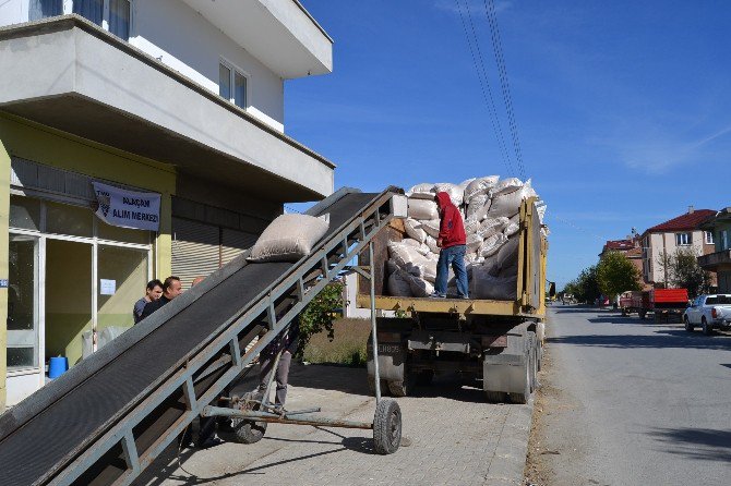 Alaçam Tmo Çeltik Alımına Başladı