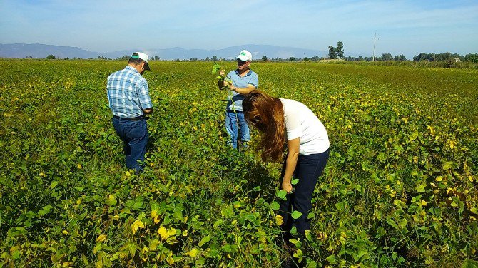 Aydın 225 Bin 580 Kilo Soya Rekoltesi Bekleniyor