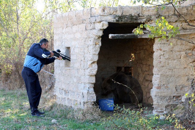 Gümüşhane Kelkit’te Gündüz Vakti Köye Ayı İndi