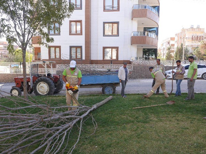 Yeni Ağaçlar Toprakla Buluşuyor