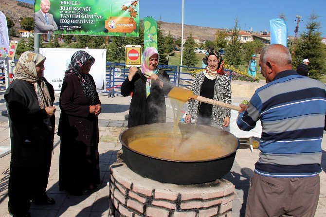 Erkilet ‘Kedi Bacağı’ Tanıtıldı