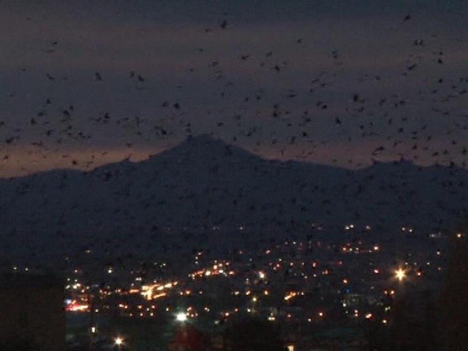 Erzurum’da Yüksek Kesimlere Kar Düşmesiyle Kuşların Da Göçü Başladı