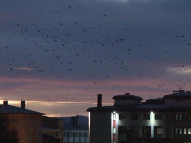 Erzurum’da Yüksek Kesimlere Kar Düşmesiyle Kuşların Da Göçü Başladı