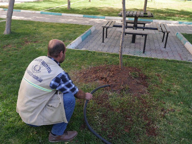 Yeni Ağaçlar Toprakla Buluşuyor