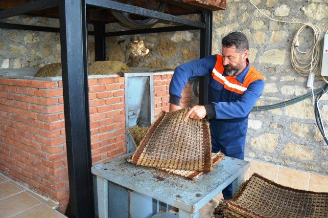 Ayvalık’ta ’Zeytin Hasat Şöleni’ Yapıldı