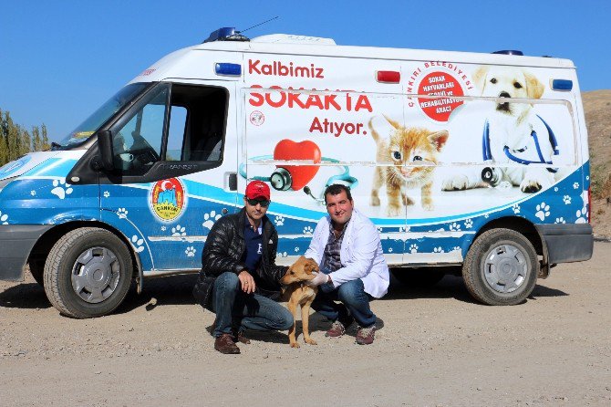 Ölüme Terk Edilen Köpek Sıcak Bir Yuvaya Kavuştu