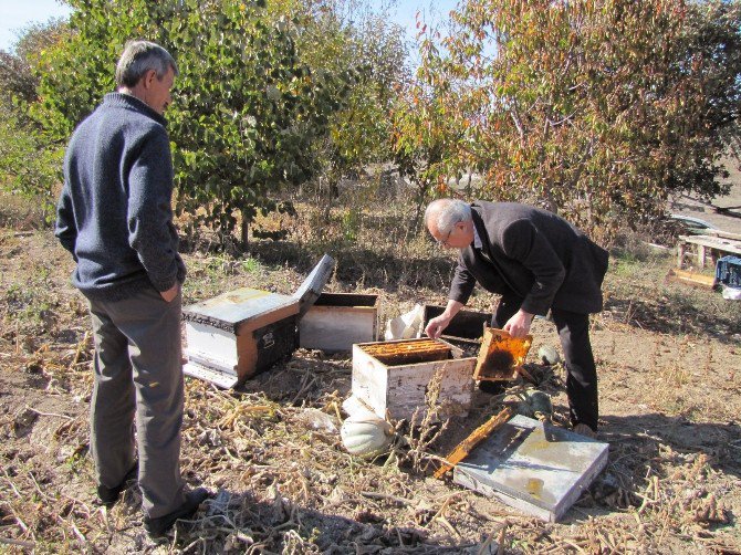 Hisarcık’ta 30 Arı Kovanı Yakıldı