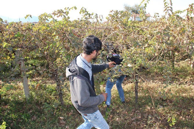 Minik Irmak Cinayetinde Aranan Çapa Bulundu İddiası