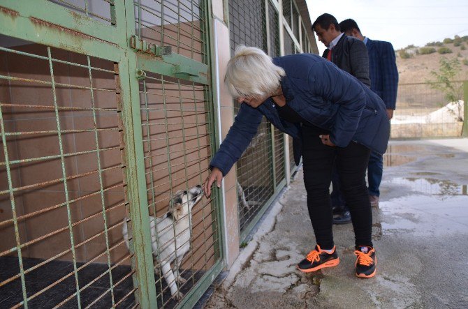 Bozüyük Belediyesi Geçici Hayvan Bakım Evi’ne Ziyaret