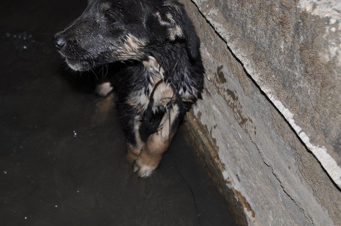 Kanala Atılan Yavru Köpeği Hayvan Sever Vatandaş Kurtardı