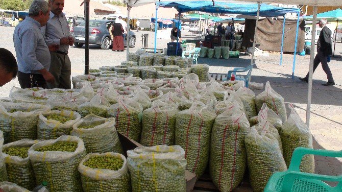 Kızıltepe’de Yeşil Zeytin Müşteri Bulamıyor