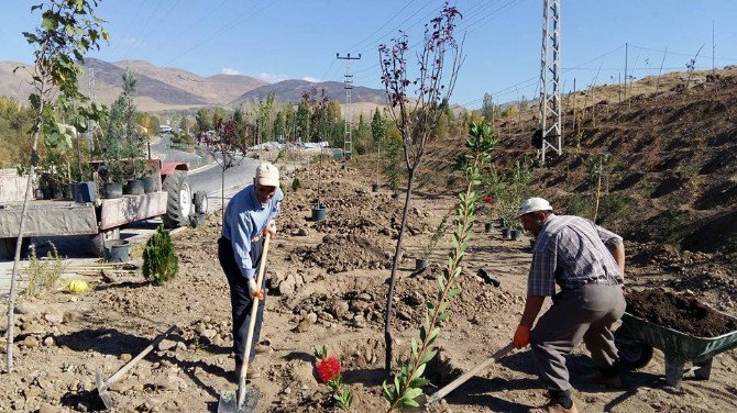 Varto’da Ağaçlandırma Çalışması