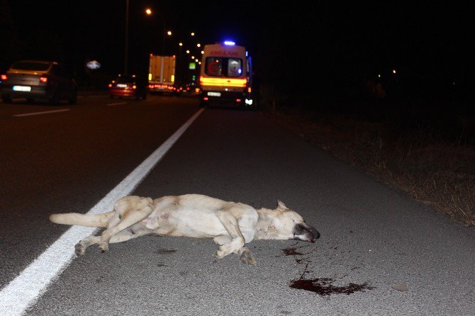 Köpeğe Çarpan Sürücü Şarampole Uçtu!