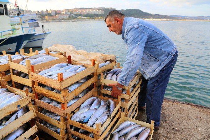 Şile’de Palamut Bereketi Balıkçıların Yüzünü Güldürüyor