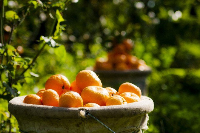 Ege Bölgesi’nde Narenciye Rekoltesi 511 Bin 711 Ton