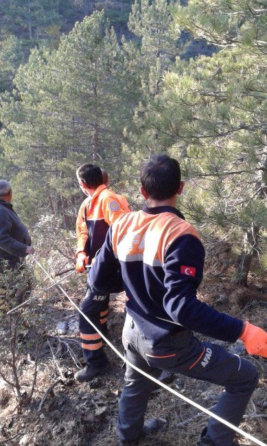 Afad Uçurumda Mahsur Kalan Büyükbaş Hayvanı Kurtardı