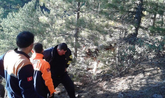 Afad Uçurumda Mahsur Kalan Büyükbaş Hayvanı Kurtardı