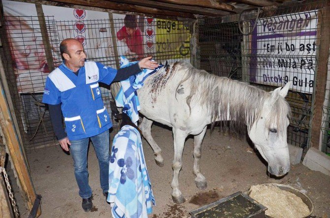 Ölüme Terk Edilen Atlar Emin Ellerde