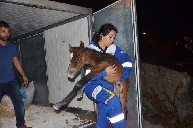 Ölüme Terk Edilen Atlar Emin Ellerde