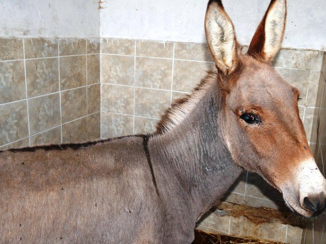 Büyükçekmece Belediyesi ‘Sürmeli’ye Sahip Çıktı