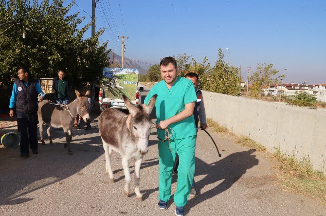 Denizli’de ’Eşek’ Operasyonu