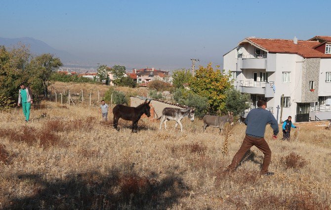 Denizli’de ’Eşek’ Operasyonu