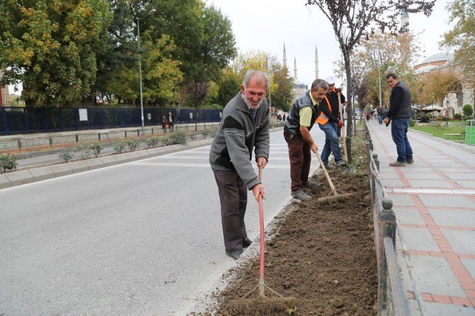 Kış Sezonuna Hercai Menekşe